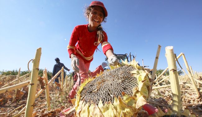 Darende’de Ayçiçeği Hasadı